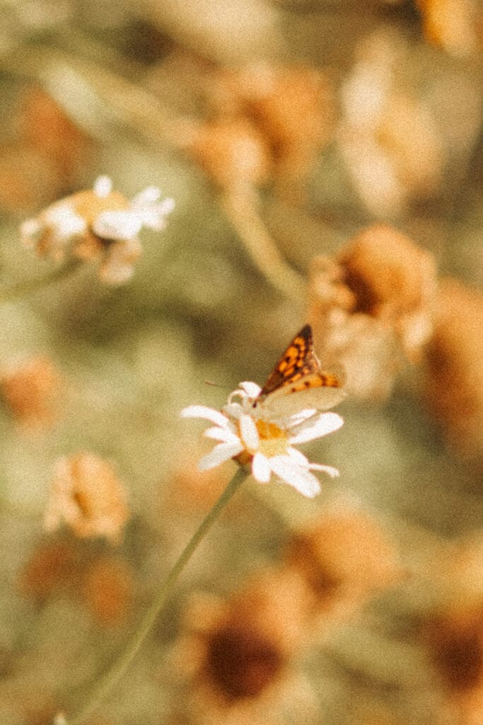 Elopement photographer in Christchurch